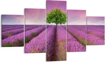 Produktbild von Bild auf Leinwand - Leinwandbild - Wiese lavenda Sommer Landschaft - 125x70cm - Wand Bild - Wanddeko - Leinwanddruck - Bilder - Kunstdruck - Leinwand bilder - Wandkunst - EA125x70-2605