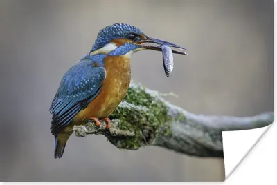 Produktbild von MuchoWow® Poster Eisvogel - Fisch - Tier 120x80 cm - Bilder