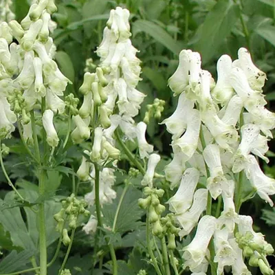 Obrázek produktu pro 6 x oměj  - Aconitum napellus 'Schneewittchen'  | Květináč 9 cm x 9 cm
