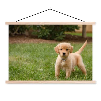 Produktbild von MuchoWow® Textilposter Golden Retriever Welpe im grünen Gras 60x40 cm mit holzfarbenen Rahmen - Bilder