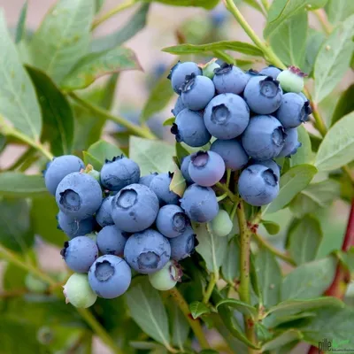 A close-up view of a cluster of ripe blueberries on a branch, surrounded by green leaves.