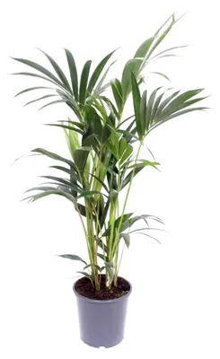 Produktbild von Howea Forsteriana - 110-120cm - Ø21cm - Zimmerpflanze - Immergrün