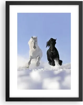 Produktbild von Gerahmtes Poster - Schwarzer Rahmen - Tiere Schönheit Wettbewerb - 30x40 cm - Wand Bild - Wanddeko - Wandbilder - Wandposter - Bilderrahmen - Bilder - Kunstdruck - Wandbild - P2BPA30x40-2179