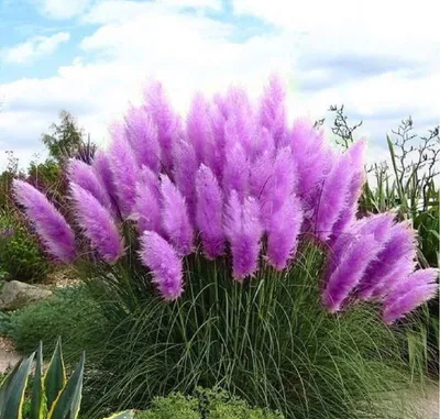 Produktbild von Set Frosthartes Amerikanisches Pampasgras Cortaderia Ziergras 2x rosa