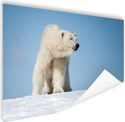 Produktbild von MuchoWow® Poster Eisbär - Schnee - Weiß 180x120 cm - Fotoplakat