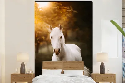 Produktbild von MuchoWow® Fototapete für Wohnzimmer oder Schlafzimmer Wandtapete Vinyl Motivtapete Pferd - Licht - Sonne - 155x240 cm - Tapete