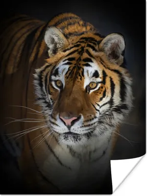 Produktbild von MuchoWow® Poster Tiger - Porträt - Schwarz 30x40 cm - Wandplakat - Poster Kinderzimmer