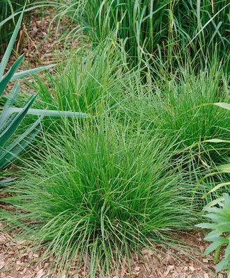 Produktbild von Deschampsia cespitosa 'Tauträger', Schmiele, ca. 9x9 cm Topf