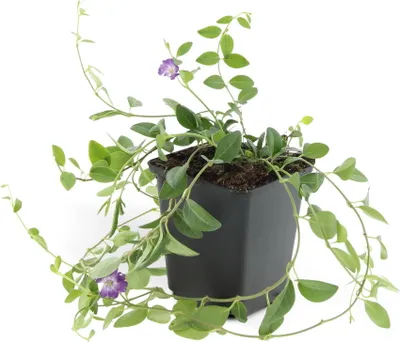 Zdjęcie produktu dla Roslina okrywowa - Barwinek pospolity - Vinca minor 'Atropurpurea' - Doniczka 9 cm - Zestaw 6 roslin