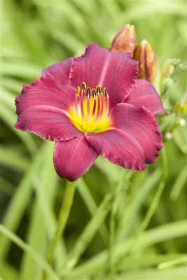 Produktbild von Hemerocallis x cult. 'Pardon Me', Taglilie, rot, ca. 11x11 cm Topf