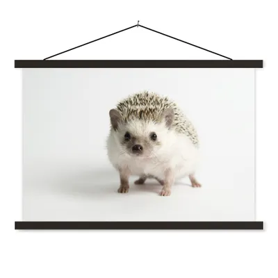 Produktbild von MuchoWow® Textilposter Kleiner Igel für weißen Hintergrund 90x60 cm mit schwarzem Rahmen - Aufhängungssatz