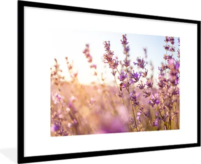 Produktbild von MuchoWow® Gerahmtes Poster Lavendel - Nahaufnahme - Sonne - Blumen - Lila 90x60 cm - Poster mit Schwarzem Bilderrahmen Wandposter Rahmen Foto Bilder - Wanddekoration - Fotos