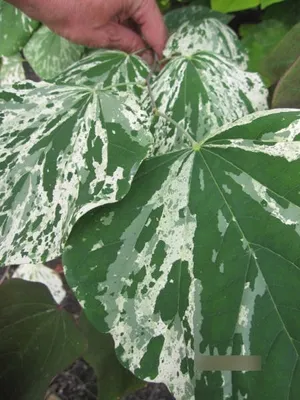 Produktbild von Cercis canadensis Alley Cat - Kanadischer Judasbaum - 150-175cm