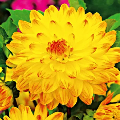 Immagine prodotto di Dalia decorativa Vectra 1 pz. Dalia piantine piantina tuberi grandi