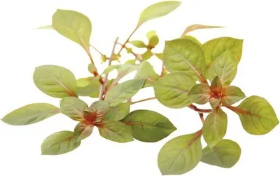 Produktbild von Superrote Ludwigie - Ludwigia spec. Super Red