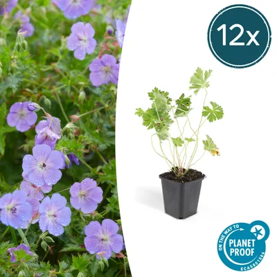 Produktbild von Bodendecker - Storchschnabel - Geranium 'Rozanne' - 9cm Topf - Set mit 12 Pflanzen