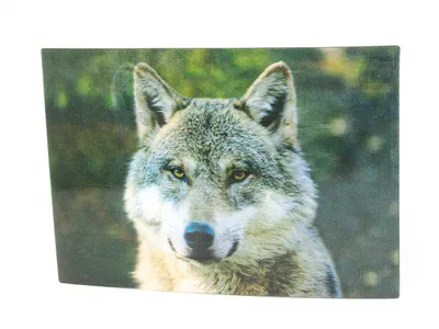 Produktbild von 3 D Ansichtskarte Wolf, Waldtier Wolfskopf Postkarte Wackelkarte Hologrammkarte Tier