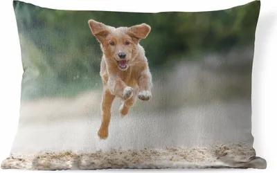 Produktbild von MuchoWow® Outdoor Kissen - Laufender Hund Foto - 60x40 cm - Wetterfest - Lounge Kissen - Zierkissen - Kissen für Innenräume
