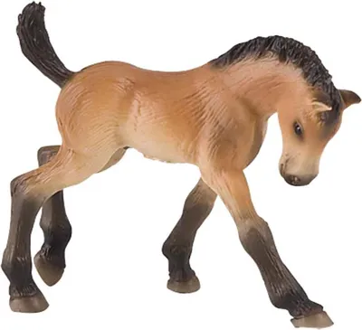 Image de Poulain Trakehner
