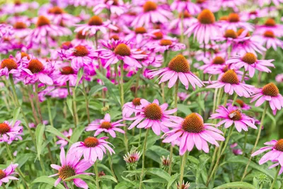 Produktbild von 500 Samen Purpur-Igelkopf (Echinacea purpurea) – Prächtige Wildblume & Heilpflanze für Garten & Naturgarten