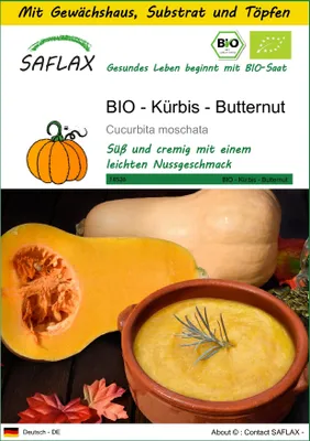 Produktbild von SAFLAX Anzucht Set - BIO - Kürbis - Butternut - Cucurbita moschata - 6 Samen - Mit Mini-Gewächshaus, Anzuchtsubstrat und 2 Töpfen