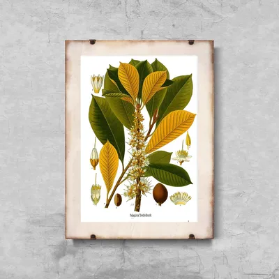 Produktbild von Poster - Canvas - Leinwand - 29,7 cm x 42 cm - Botanischer Druck Sapotaceae