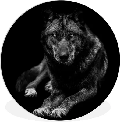 Produktbild von MuchoWow® Rundes Wandbild - Runde Bilder Tiere - Wolf - Schwarz - Weiß - Porträt Ø 60 cm Kreis Wanddekoration Kunststoff - Wandkreis - Wandschmuck - Wand Kreis - Das Schlafzimmer - Die Bilder - Wandmalerei - Kunst für das Haus - das Plastik