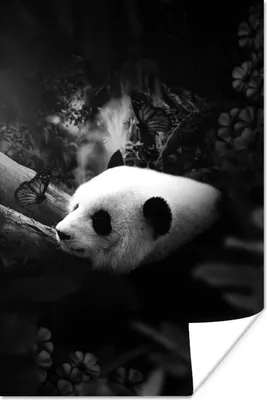 Produktbild von MuchoWow® Poster Panda mit Schmetterlingen im Dschungel - schwarz und weiß 40x60 cm - Plakate für die Wand - Poster Babyzimmer