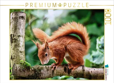 Produktbild von CALVENDO Puzzle Schelmisches Eichhörnchen | 1000 Teile Lege-Größe 64x48cm Foto-Puzzle für glückliche Stunden