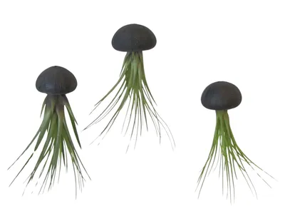Produktbild von Seeigelgehäuse schwarz mit Tillandsie 3er Set