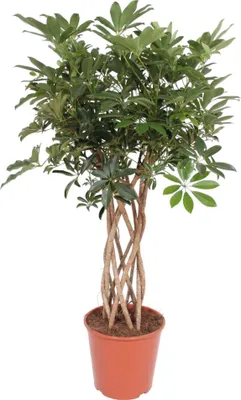 Immagine prodotto di Schefflera Arboricola Compacta Stelo intrecciato - 140 Cm - Ø30