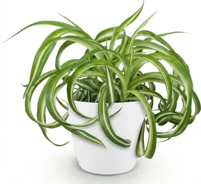 Obrázok produktu pre Chlorophytum Comosum Bonnie - kuceravá tráva - izbová rastlina v bielom