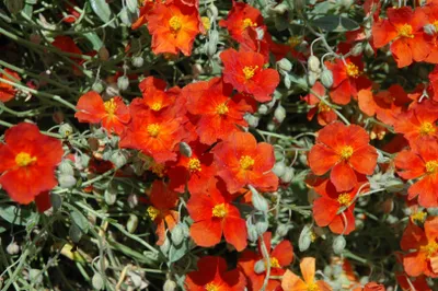 Produktbild von Helianthemum x cult. 'Fire Dragon', Sonnenröschen, leuchtend rot, ca. 9x9 cm Topf