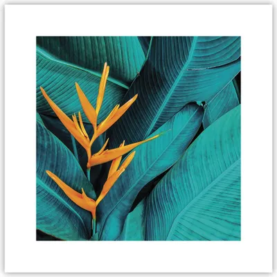 Produktbild von Poster - Poster ohne Rahmen - Blumen Tropen Blätter - 30x30 cm - Wand Bild - Wanddeko - Wandbilder - Kunstposter - Wandposter - Bilder - Kunstdruck - Wanddekoration - Wandbild - P2XAC30x30-5116