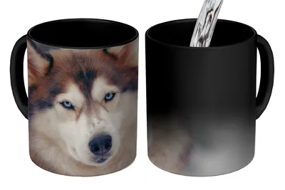 Obrázok produktu pre MuchoWow® Magický pohár Portrét huskyho 350 ml Pohár na zmenu farby Darček Nápad na darček - Foto hrnček