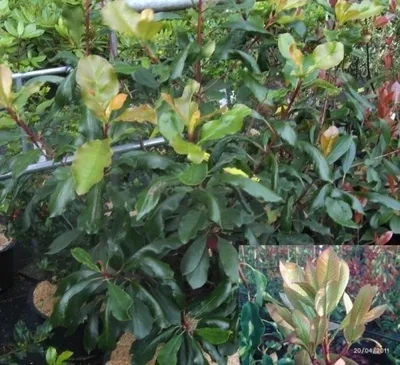 Produktbild von Photinia serratifolia - Chinesische Glanzmispel - Sägeblättrige Glanzmispel - 80-100