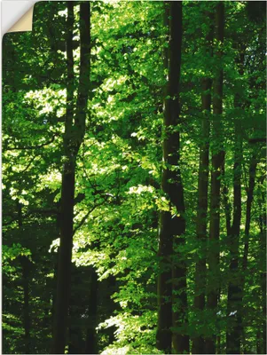 Produktbild von ARTland Wandbild, selbstklebend Im Buchenwald Größe: 90x120 cm