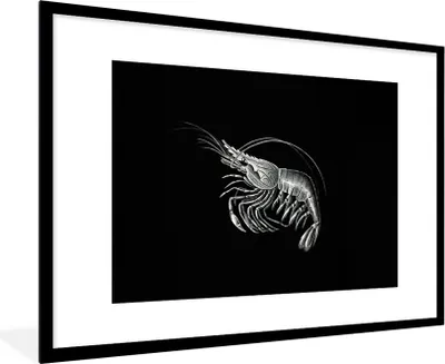 Produktbild von MuchoWow® Gerahmtes Poster Shrimps - Vintage - Ernst Haeckel - Tiere - Kunst 90x60 cm - Poster mit Schwarzem Bilderrahmen Wandposter Rahmen Foto Bilder - Wanddekoration - Fotos