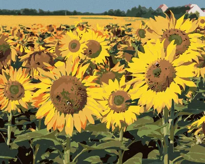 Produktbild von Zuty - Malen nach Zahlen - SONNENBLUMEN AUF DEM FELD 2, 40x50 cm, ohne Keilrahmen