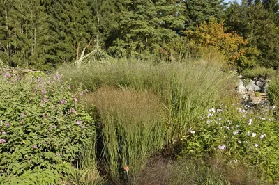 Produktbild von Rutenhirse, im Topf - Panicum virgatum Cloud Nine