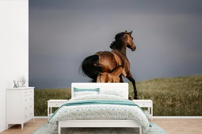 Produktbild von MuchoWow® Fototapete für Wohnzimmer oder Schlafzimmer Wandtapete Vinyl Motivtapete Tiere - Pferde - Fohlen - 525x350 cm - Das Hintergrundbild