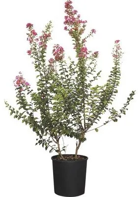Obrázek produktu pro Pukol FloraSelf Lagerstroemia indica výška 120-140 cm květináč 18 l 1 ks, různé druhy