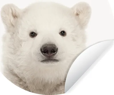Produktbild von MuchoWow® Runde Wandtattoo - Wandsticker Tapete Aufkleber Tiere - Eisbär - Weiß Ø 80 cm Selbstklebend und Repositionierbar - Wandaufkleber - Kreis - Mauerkreis - Wand Bilder - Wandsticker - Wohnzimmer Dekoration - Dekoration für die Wände - Aluminium - Babyzimmer