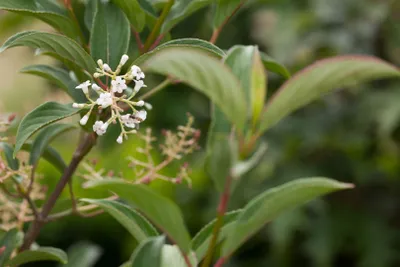 Produktbild von Viburnum hillieri 'Winton', Schneeball, mehrjährig, 80 cm