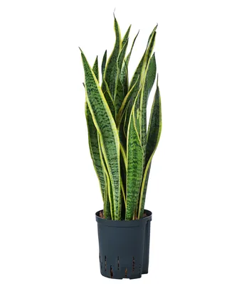 Produktbild von Dehner Bogenhanf in Hydrokultur, Sansevieria trifasciata var. laurentii, ca. 75 cm, Ø 18 cm, Zimmerpflanze