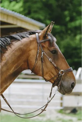 Produktbild von Norton Equestrian Bitless Trense Braun Full Braun Full