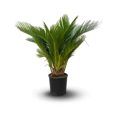 Image de Cycas revoluta - palmier - stip 10-15 cm - ↕ 60-70 cm - ⌀ 18 cm - plante d'extérieur