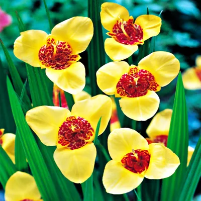 Image de Tigrida Tygrysówka Pawia Aurea 10 bulbes de fleurs tigrysówka