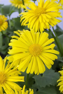 Zdjęcie produktu dla Gemswurz Magnificum, w doniczce - Doronicum orientale