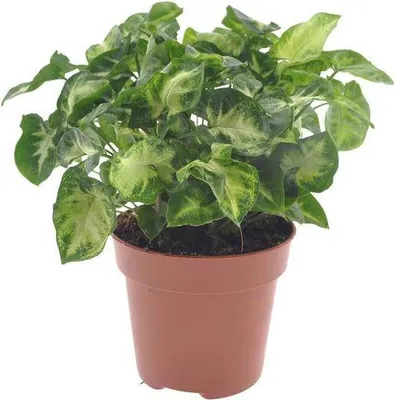 Produktbild von Purpurtute Syngonium Pixie Arrowhead Vine Zimmerpflanze Ø12cm Höhe 20cm Deko